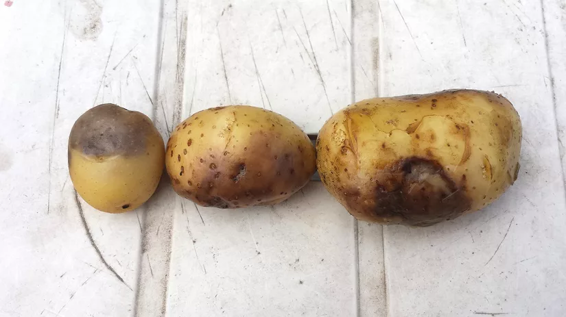 Diana foto 2 Aardappel met Phytophthora.jpg Diana foto 2 Aardappel met Phytophthora.jpg