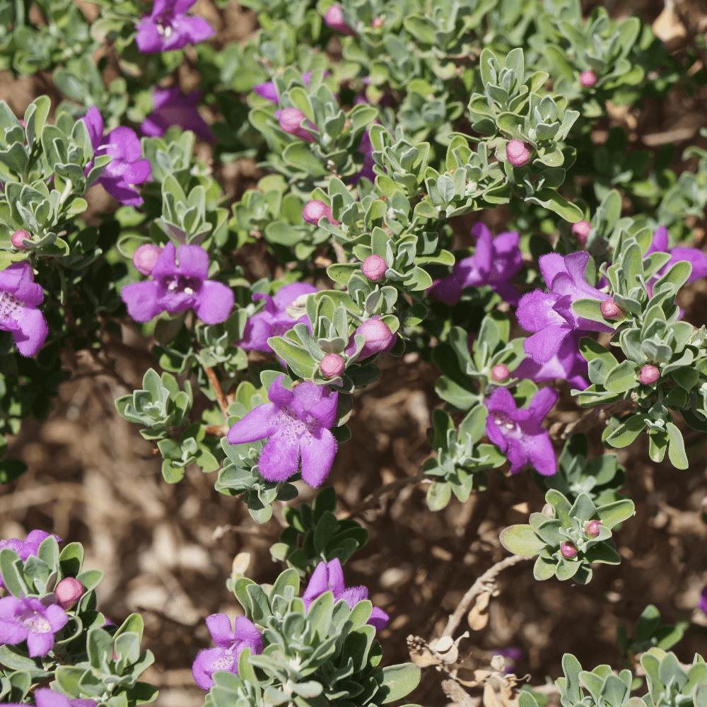 Paarsbloeiende struik met donkergroene, leerachtige blaadjes — bloemen en ronde knopjes openen zich langs houtige takken — achtergrond toont droge, zonverlichte tuingrond.