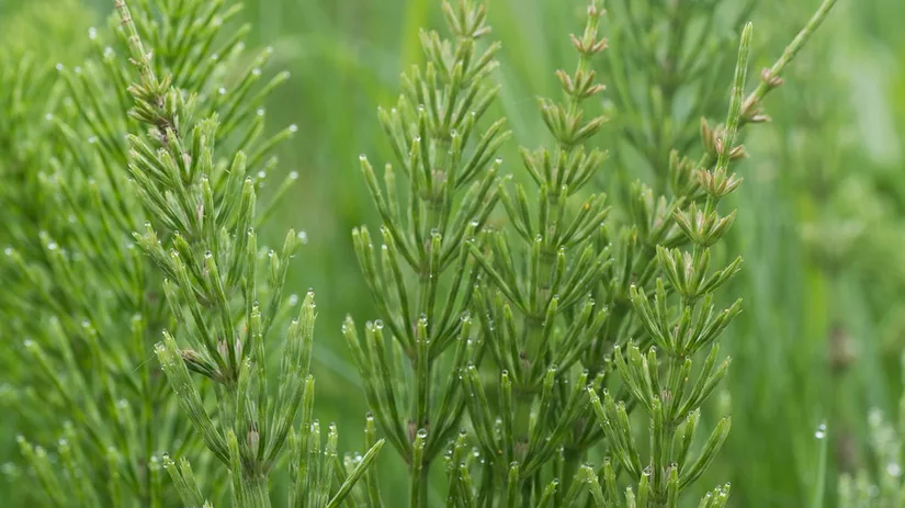 heermoes-field-horsetail heermoes bestrijden