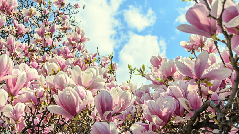 Magnolia: Pretty in Pink Magnolia: Pretty in Pink