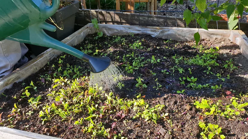 Diana Foto 5 Herfst-winter saladebak 27 september.jpg Diana Foto 5 Herfst-winter saladebak 27 september.jpg