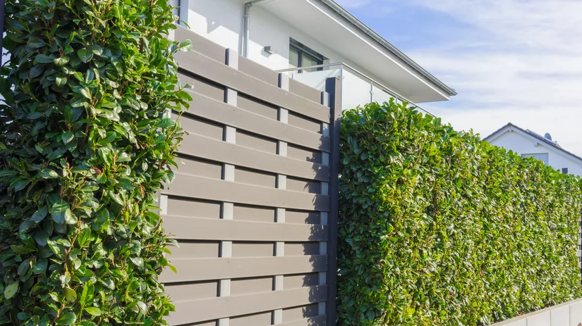 Laurierkers: perfect als haagplant Laurierkers: perfect als haagplant