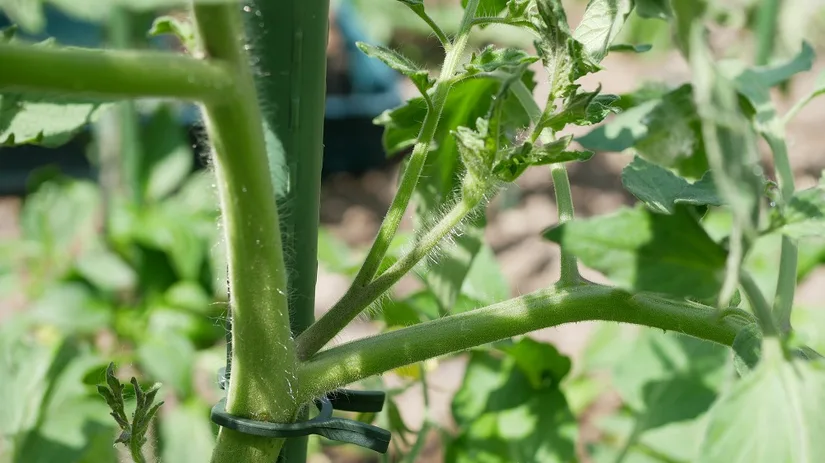 tomaten dieven tomaten dieven