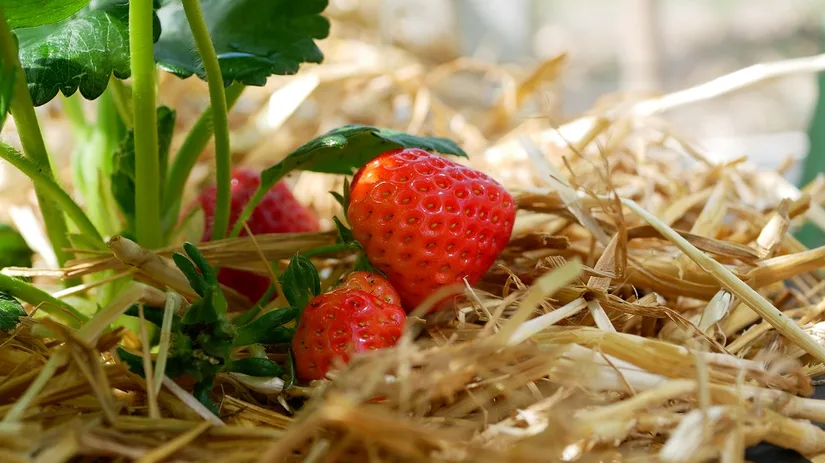 Aardbeien rijpen Aardbeien rijpen in een pot in Diana's mooie moestuin