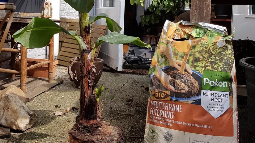 cavendish-pup-pokon-lr cavendish-pup-pokon-lr