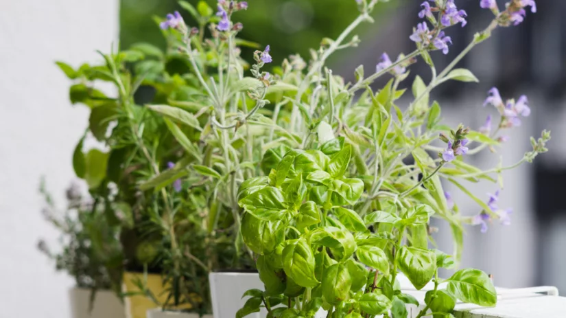 Kruiden op je balkon Kruiden op je balkon