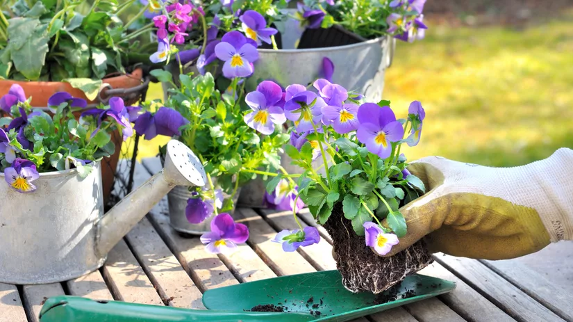 5x planten voor jouw 'Small Space Garden' 5x planten voor jouw 'Small Space Garden'