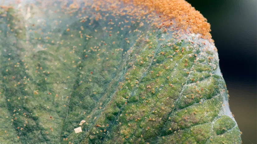 spintmijt Spint bestrijden