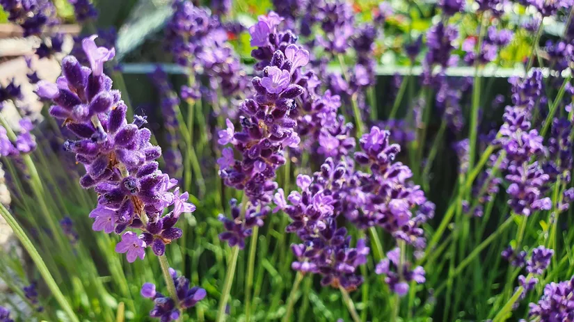 Vaste planten bemesten Vaste planten bemesten