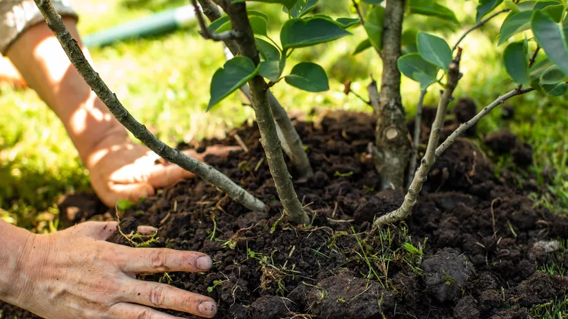Verhuizen: geef je planten een nieuwe plek Verhuizen: geef je planten een nieuwe plek