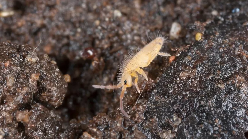 Witte beestjes in potgrond Witte beestjes in potgrond