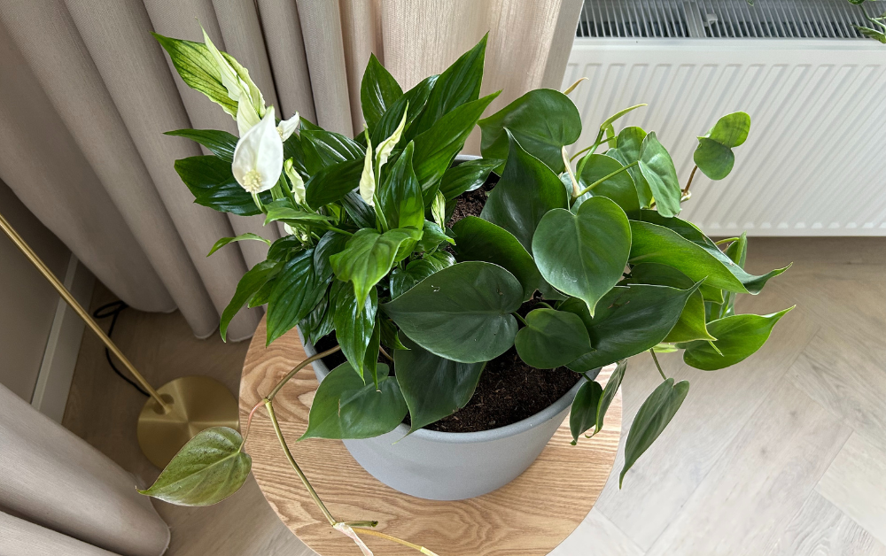 Companion planting met kamerplanten