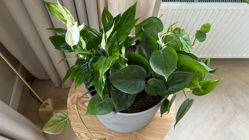 Companion planting met kamerplanten Companion planting met kamerplanten