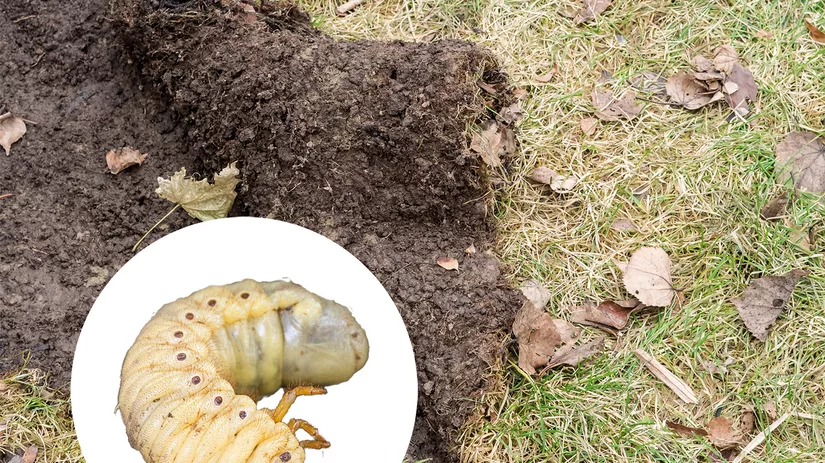 engerlingschade-damaged-sods engerlingschade-damaged-sods