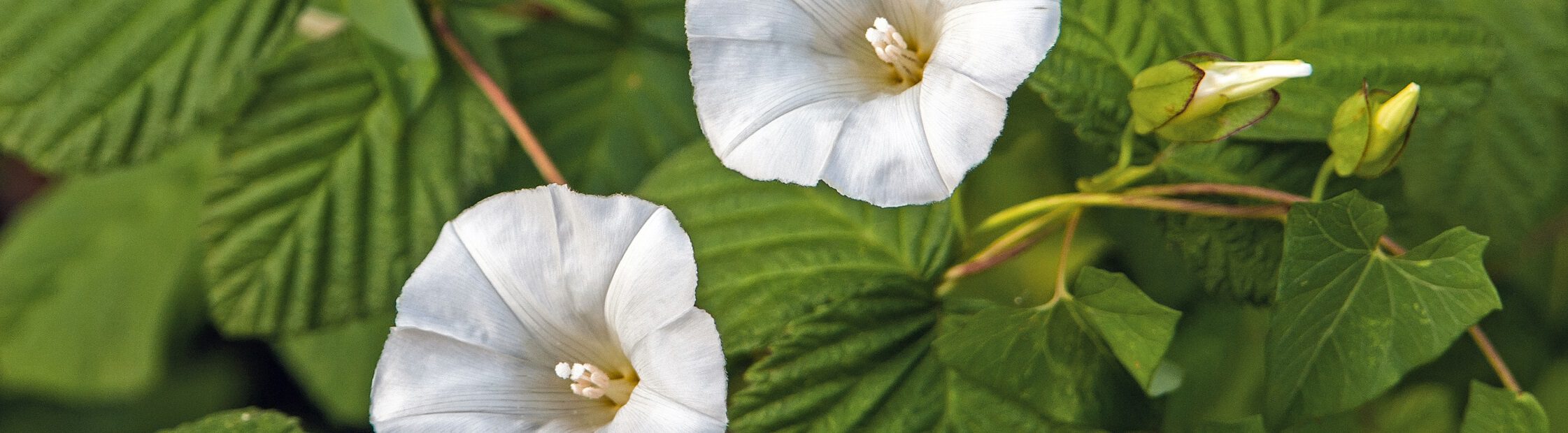 Haagwinde bestrijden
