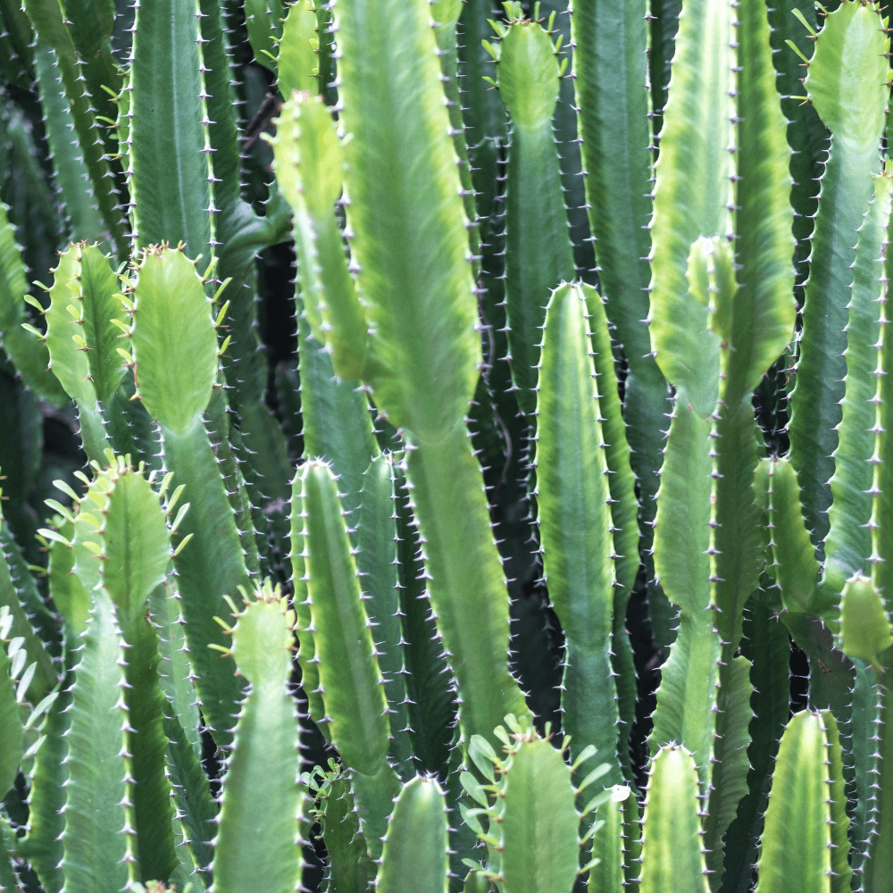 Lange, verticale groene cactusachtige stengels met getande randen en kleine stekels groeien dicht opeengestapeld omhoog in een schaduwrijke, dichtbegroeide buitenomgeving.