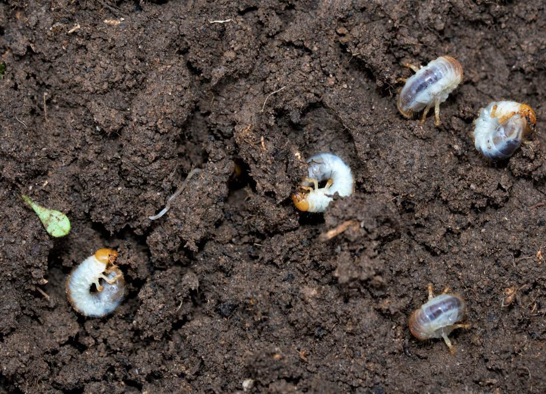 Engerlingen voorkomen in het gazon Engerlingen voorkomen in het gazon