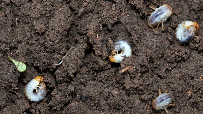 Engerlingen voorkomen in het gazon Engerlingen voorkomen in het gazon