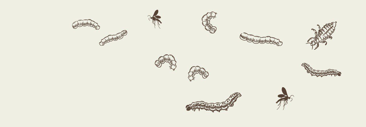 Pokon Aaltjes Lost je probleem in 3 dagen op Pokon