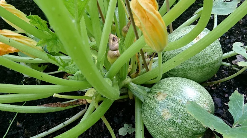 courgette courgette