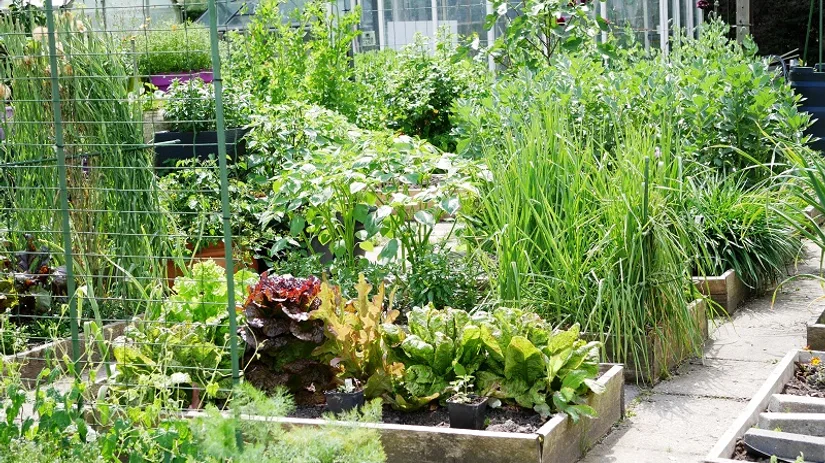 moestuinbak moestuinbak