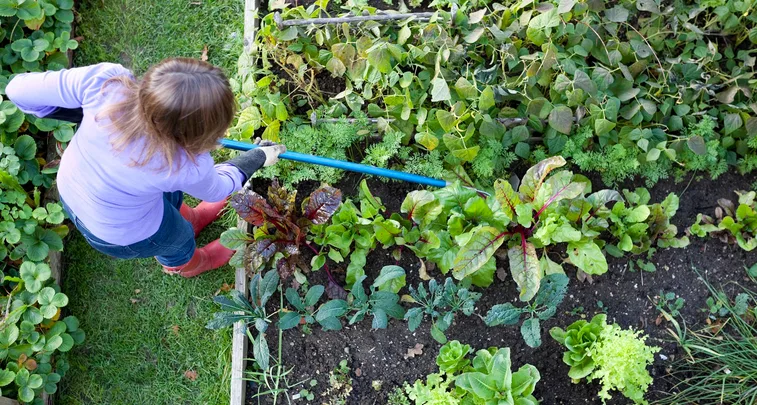 onkruid verwijderen moestuin