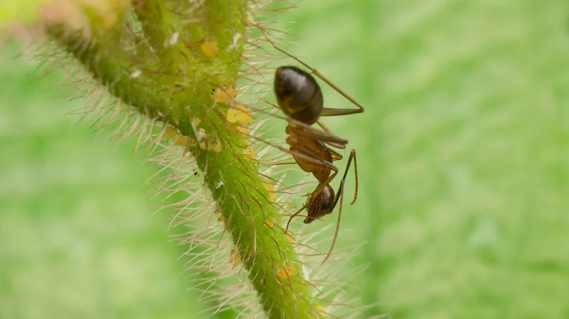 mieren-ants mieren-ants