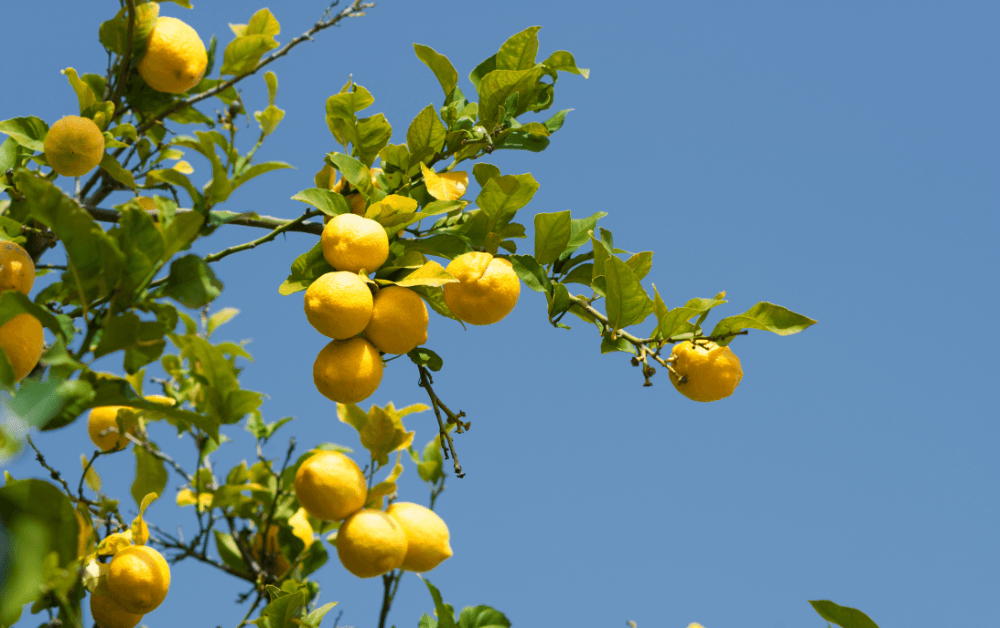 Mediterrane tuin