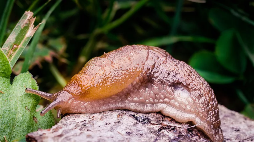 slakken 10 tips: slakken bestrijden en voorkomen