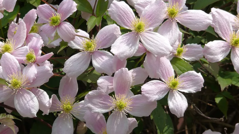 Snoeien in April Snoeien in April