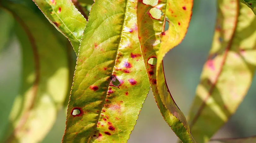 hagelschot-peach-leaf-disease hagelschot-peach-leaf-disease