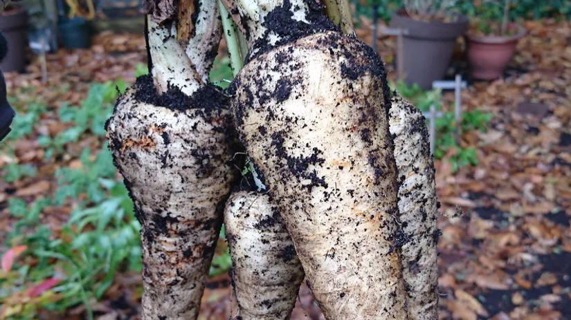 moestuin oogst moestuin oogst