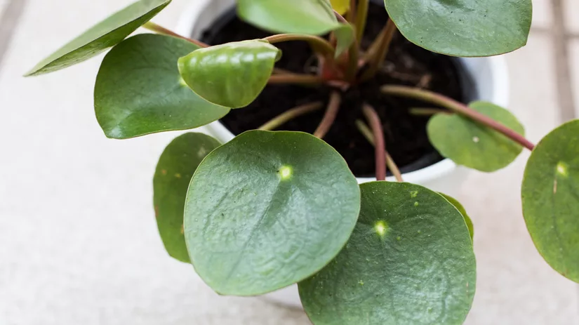 5 makkelijke kamerplanten 5 makkelijke kamerplanten