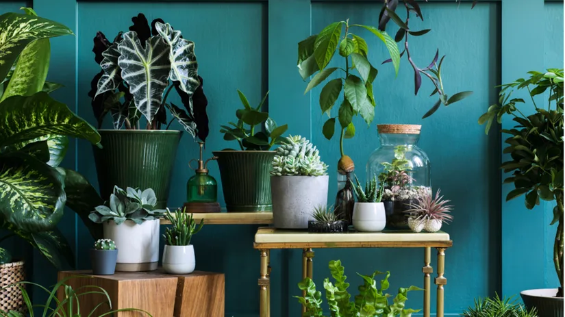 Red mijn kamerplant: do’s and don’ts Red mijn kamerplant: do’s and don’ts