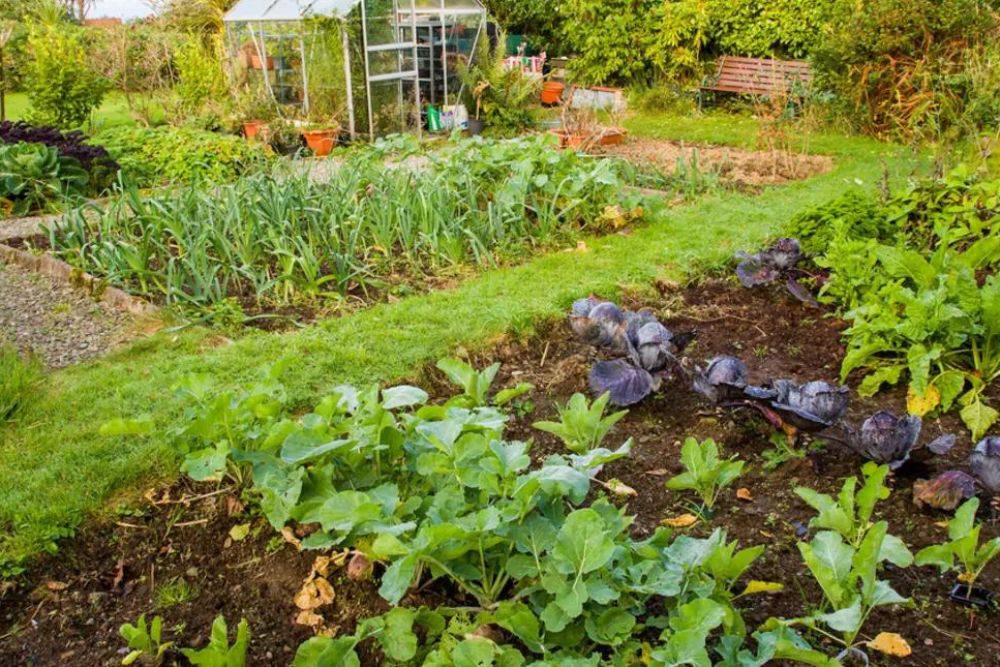 Zaaien in de volle grond