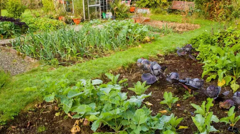 Zaaien in de volle grond Zaaien in de volle grond