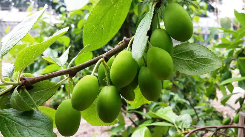 foto-3-pruimen-in-wording-diana foto-3-pruimen-in-wording-diana