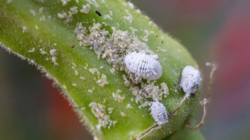 Wolluis op kamerplanten Wolluis op kamerplanten