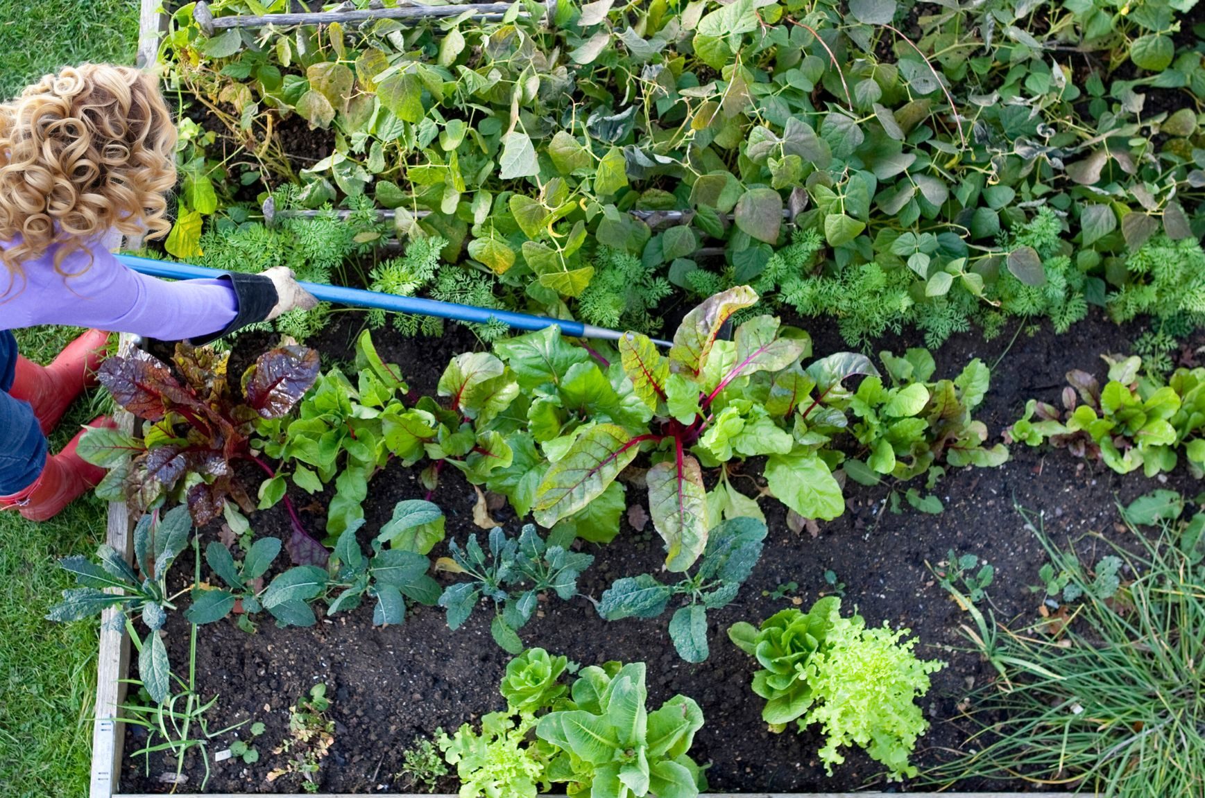 Onkruid in moestuin
