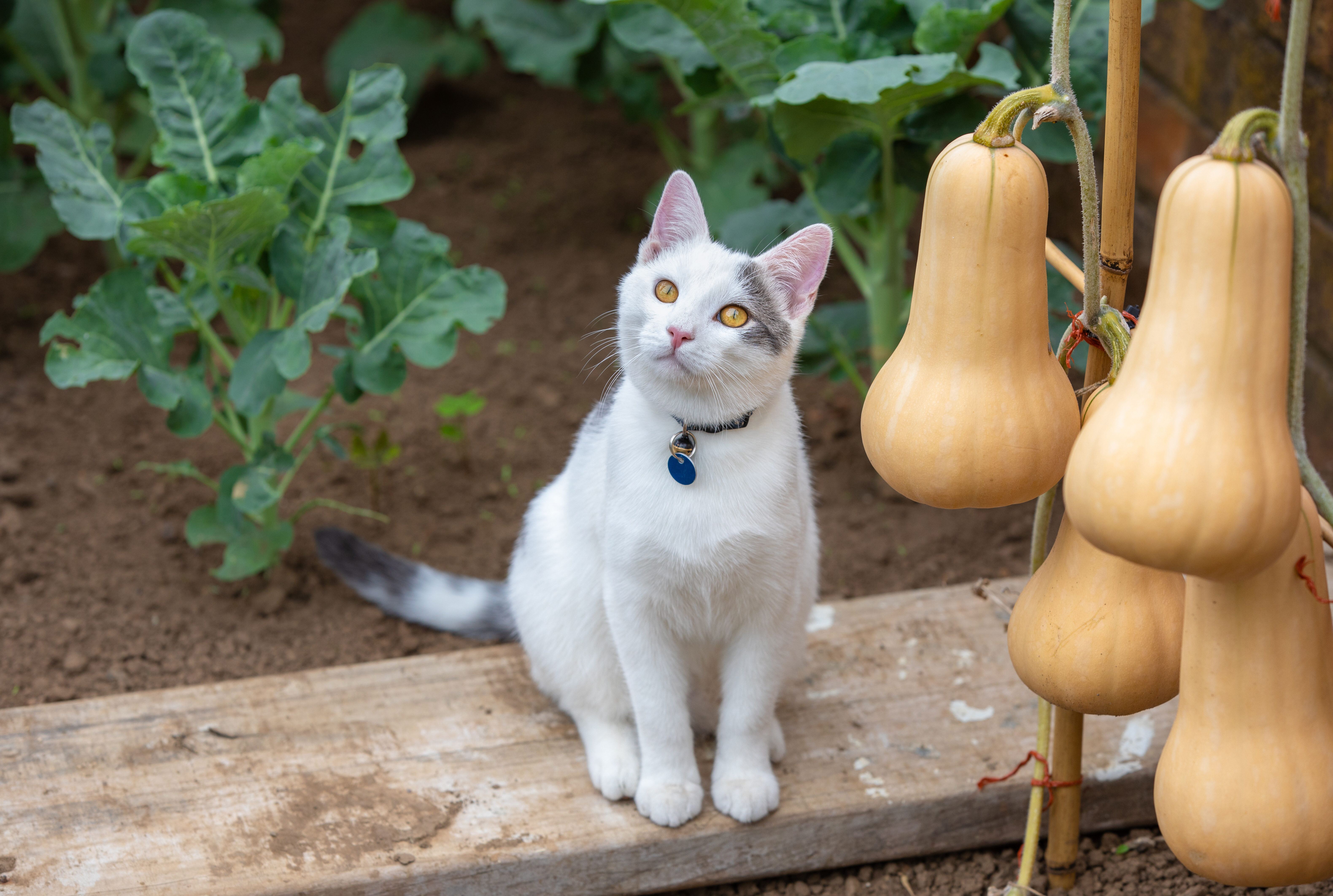 Snor ik betwijfel het Schotel Maak je tuin catproof: katten verjagen - Pokon - Groen doet je goed