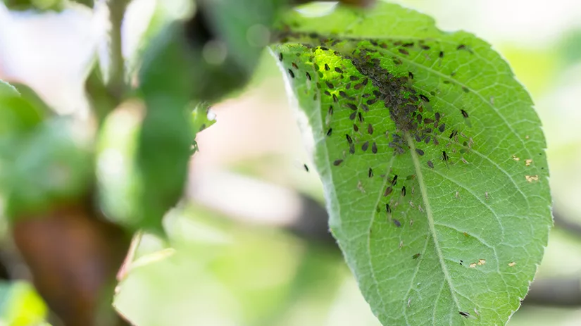 4 kamerplanten die gevoelig zijn voor bladluis 4 kamerplanten die gevoelig zijn voor bladluis
