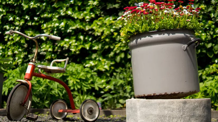bloemen plant in pot bloemen plant in pot