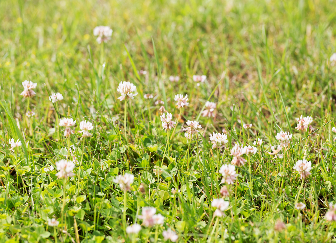 Klaver onkruid herkennen