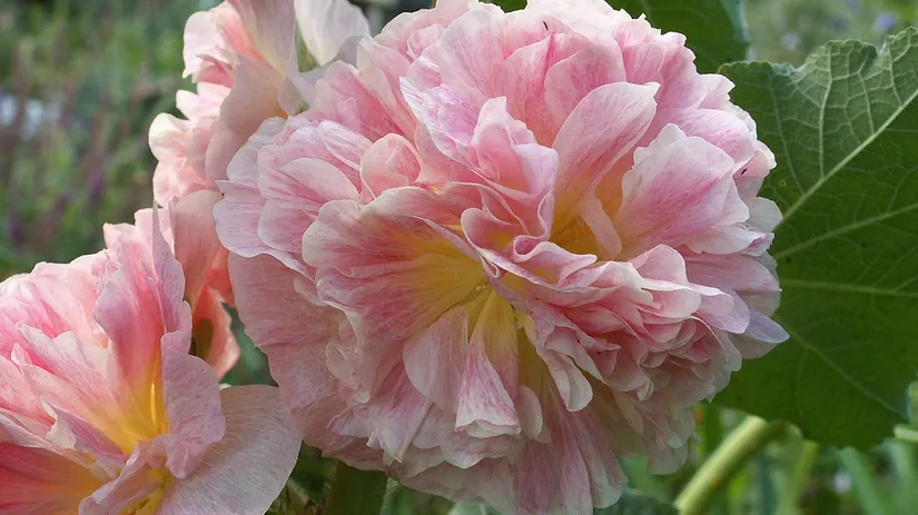 Diana Foto 3 Alcea rosea dubbelbloemig.jpg Diana Foto 3 Alcea rosea dubbelbloemig.jpg