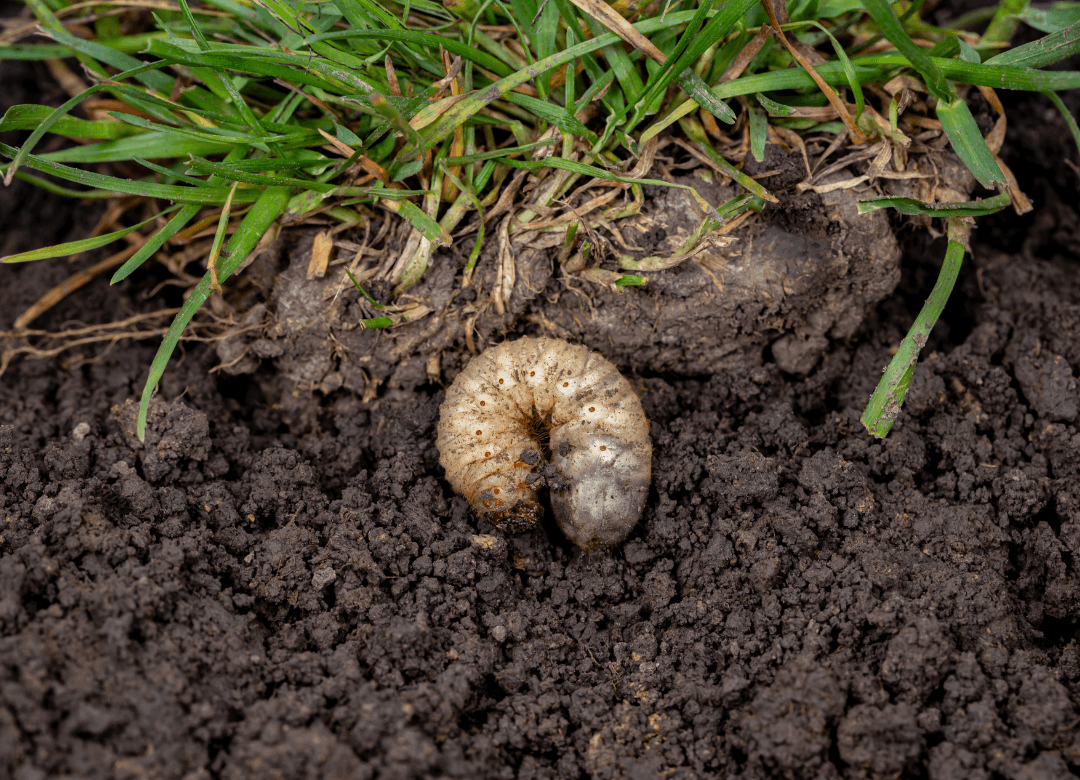 Engerlingen in je gras