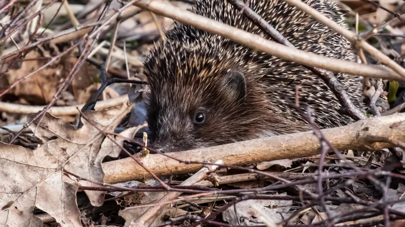 Bouw een veilig egelvoederhuisje Bouw een veilig egelvoederhuisje