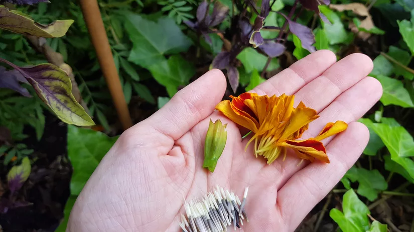 Zaden van stinkertjes Zaden van Stinkertjes (tagetes) in de moestuin die in de herfst gewonnen kunnen worden.