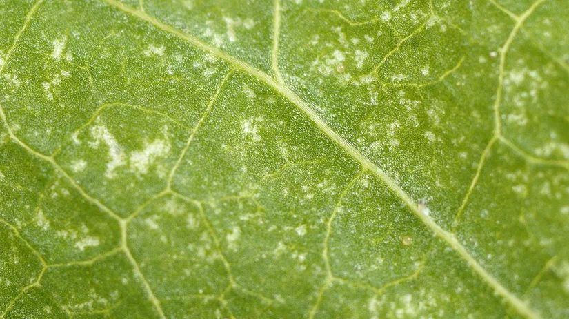 spint Spint bestrijden