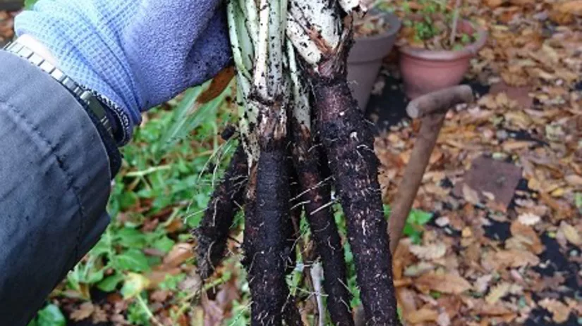 schorseneren schorseneren