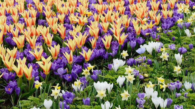 tulpen Plant nu voorjaarsbollen